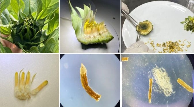 TÜBİTAK, Ayçiçeğinde Anter Kültürüyle Saf Hat Geliştirme Projesine Fon Sağladı